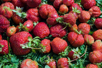 STRAWBERRY BACKGROUND