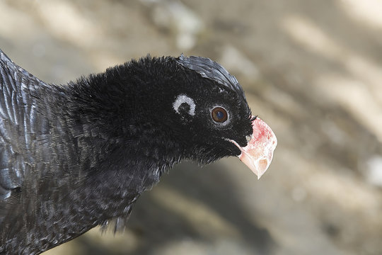 alagoas Curassow,