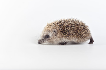 Hedgehog on white background.