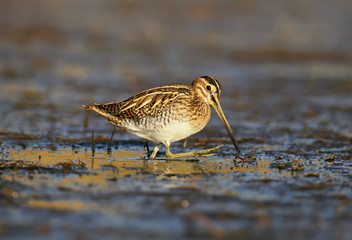 Nice woodcock walking on the shore in warming light