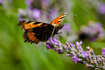 Der schönste Schmetterling des Sommers