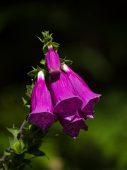 Wild Purple Foxglove Isolated against Clean Background