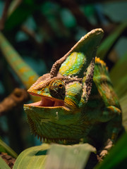 Chameleon Perching on Leaf in Spotlight