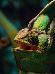 Chameleon Closeup Face in Spotlight