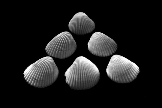 Bilateria Bilder Durchsuchen 417 Archivfotos, und