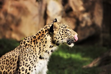 Leopard. Zunge leckend nach dem Fressen.