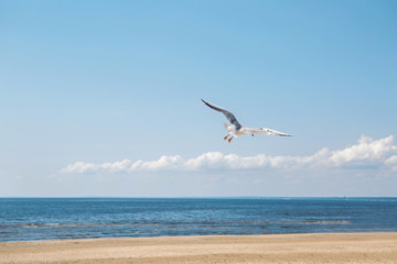 Fototapeta na wymiar Seagull flying near the sea on the beach