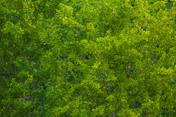 Obraz premium Beauty green leaf background