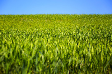 grass and sky