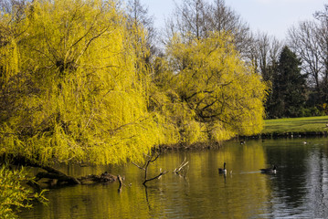 Ducks in Priory Lake in Spring