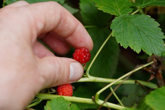 пальцы держат ветку с красной  ягодой малины 