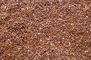 Seeds of red quinoa - Chenopodium quinoa