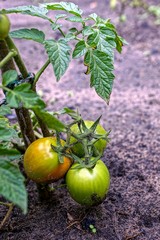 Зеленые и спелые помидоры на стебле куста в огороде у земли 