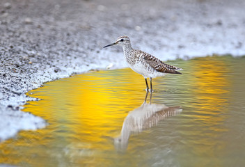 Sandpiper on the water with unusual golden color reflection from near sunflowers field.
