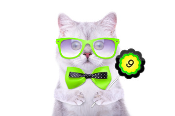 Fototapeta premium Smart beautiful british cat with a sign. Days of the month. Funny animals. Trendy cat dressed in beautiful clothes