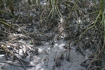 Mangrove trees  forest in Rayong at Thailand