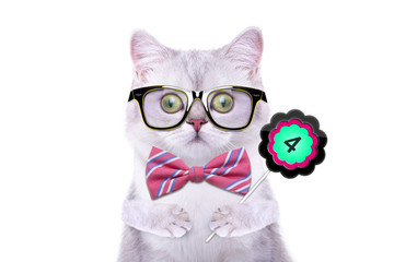 Smart beautiful british cat with a sign. Days of the month. Funny animals. Trendy cat dressed in beautiful clothes