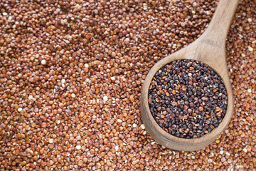 Seeds of red and black quinoa - Chenopodium quinoa