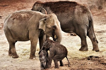 Elefanten. Elefant. Spielende Jungtiere.