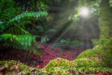 semi tropical landscape with woods and ferns