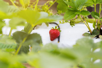 Industrial growth of strawberries,hydroponics strawberry row in plantation,Fresh strawberries grown in greenhouses,Strawberry fields,Inside indoor strawberry farm,Cultivating strawberries