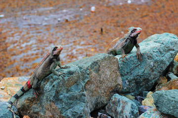 Two Iguanas