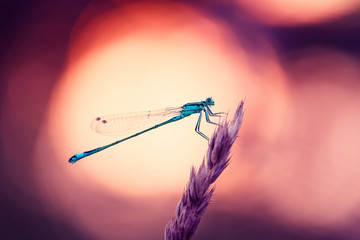 Dragonfly Hunter other insects