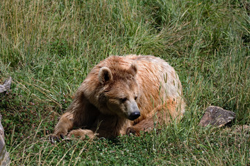 Braunbär liegt im Gras