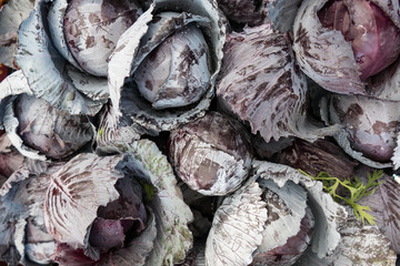 Red cabbage