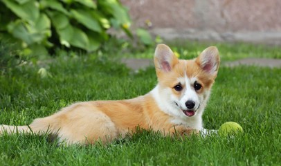 Puppy welsh corgi pembroke