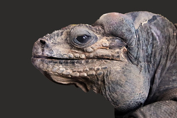 Leguan. Kopf.