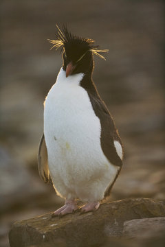Rockhopper penguin (Eudyptes chrysocome)