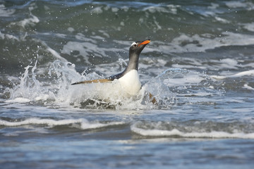 Gentoo Penguin (Pygoscelis papua papua) in the surf, Falkland Islands, South Atlantic Ocean