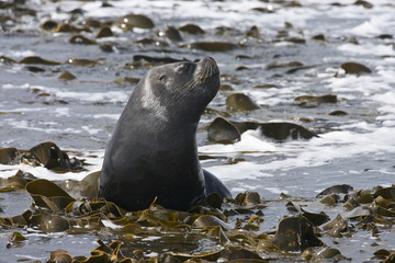 Southern Sea Lion (Otaria flavescens), Falkland Islands, Southern Ocean