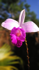 Orquidea color morado o lila con blanco