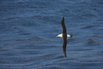 Fototapeta na wymiar Black Browed Albatross (Thalassarche melanofris), Falkland Islands, South Atlantic Ocean