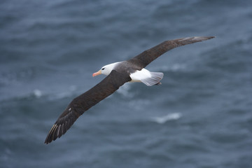 Black Browed Albatross (Thalassarche melanofris), Falkland Islands, South Atlantic Ocean