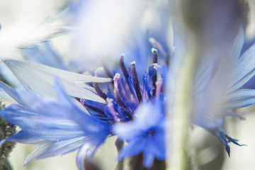 Abstract blurred flowers cornflowers