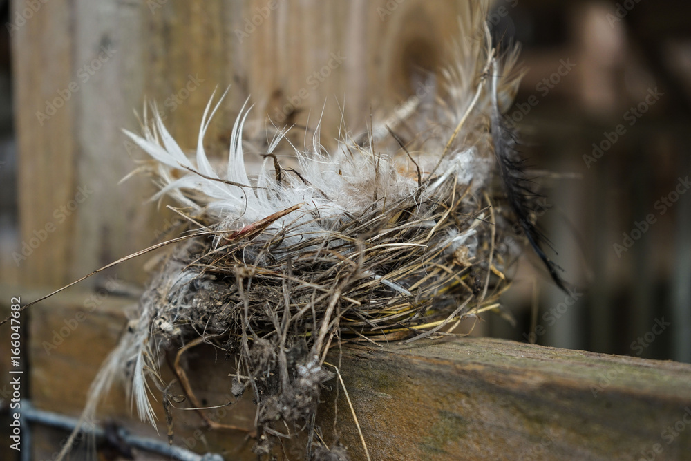 Wall mural bird's nest