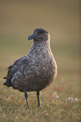 Falkland Skua or Brown Skua (Stercorarius antarctica), Falkland Islands, South Atlantic Ocean