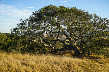 Oak tree on a sunny California summer afternoon
