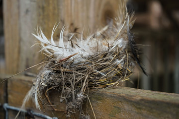 Bird's Nest