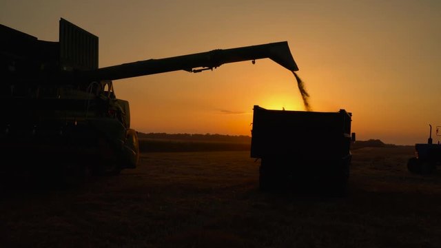 Silhouette of combine harvester pours out wheat into the truck at sunset. Harvesting grain field, crop season.