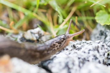 Nacktschnecke im Garten - Tigerschnegel