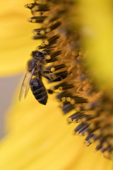 Bienen auf Nahrungssuche - Blüten und Pollen