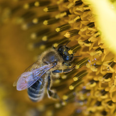Bienen auf Nahrungssuche - Blüten und Pollen