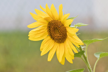 Sonnenblumen im Regen - Regen und Wassertropfen