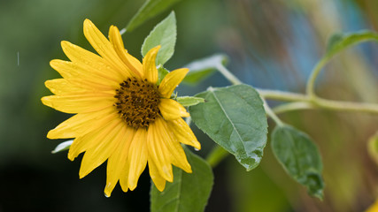 Sonnenblumen im Regen - Regen und Wassertropfen