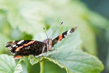Schmetterling - Ein Admiral im Garten