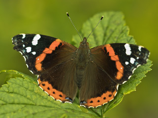 Fototapeta na wymiar Schmetterling - Ein Admiral im Garten